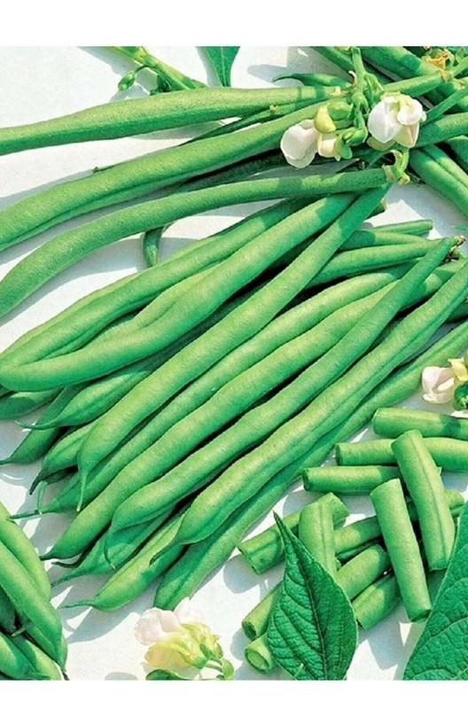 200+ LAKE POLE BEAN SEEDS 🫘 STRINGLESS SNAP | HEIRLOOM NON-GMO | FREE SHIP gallery