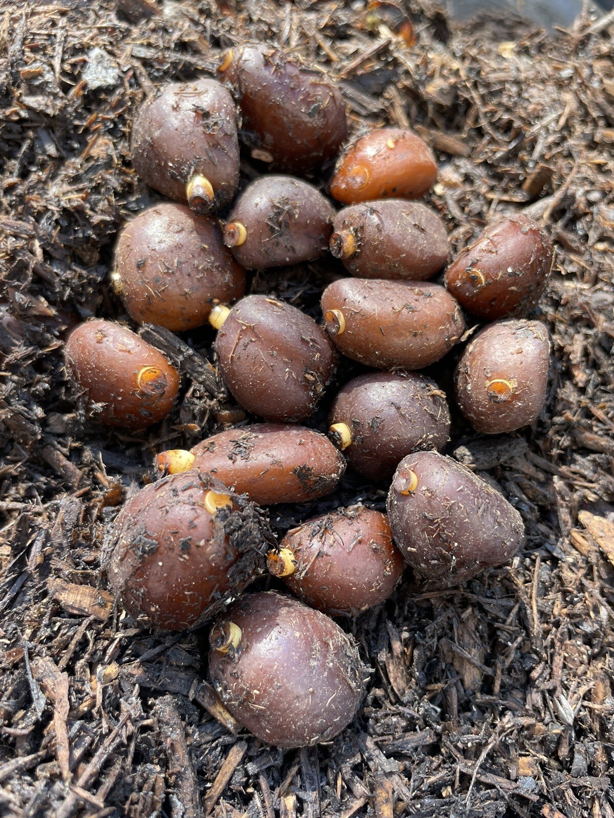 20 Sprouted Salacca Seeds Gula Pasir Bali Snake Skin Fruits Seeds For Planting gallery