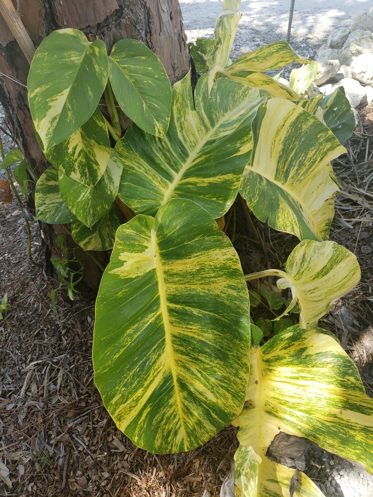 GIANT Variegated Golden Pothos Climbing hawaiian 3 node rooted cutting gallery