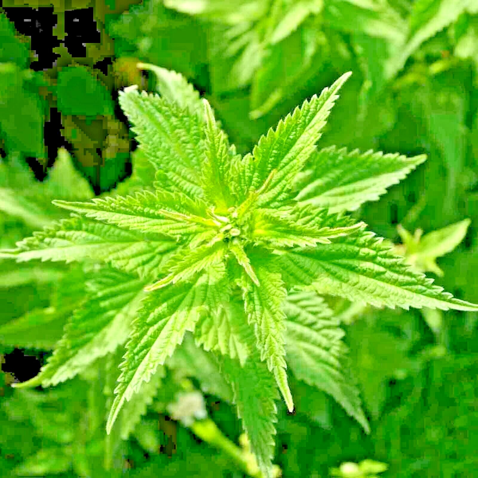 2000+ STINGING NETTLE SEEDS HEIRLOOM SPRING PERENNIAL HERB MEDICINAL POLLINATORS gallery