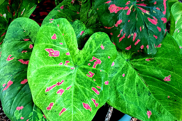 2 Bulbs FLORIDA BEAUTY caladium from Florida Plantation gallery