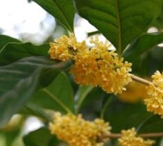( 1 ) - Yellow Flowering Fragrant Tea Olive ( osmanthus ) - Starter Plant ( L4 ) gallery