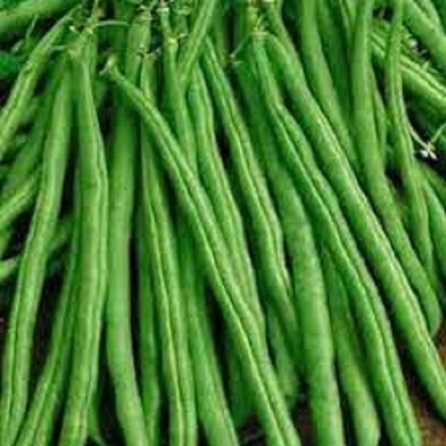 Premium Tendergreen Improved Stringless Bush Bean - Fresh Non-GMO Seed Popular!