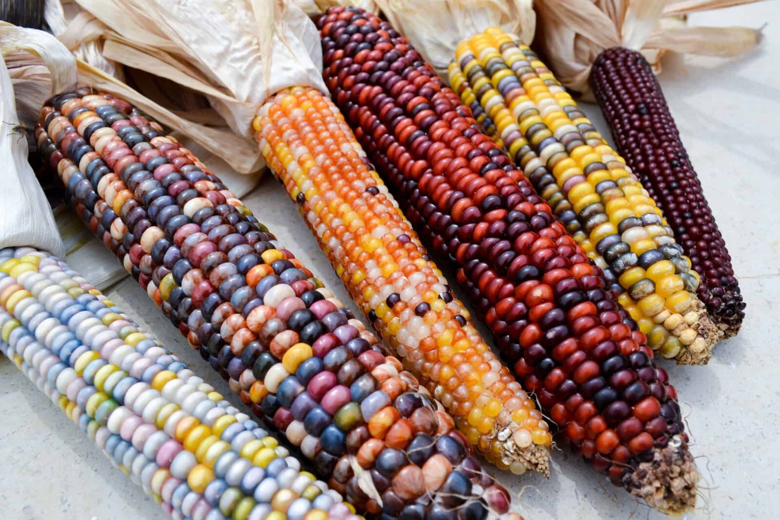 500+ Indian Corn Seeds - Heirloom - NON GMO - FRESH gallery