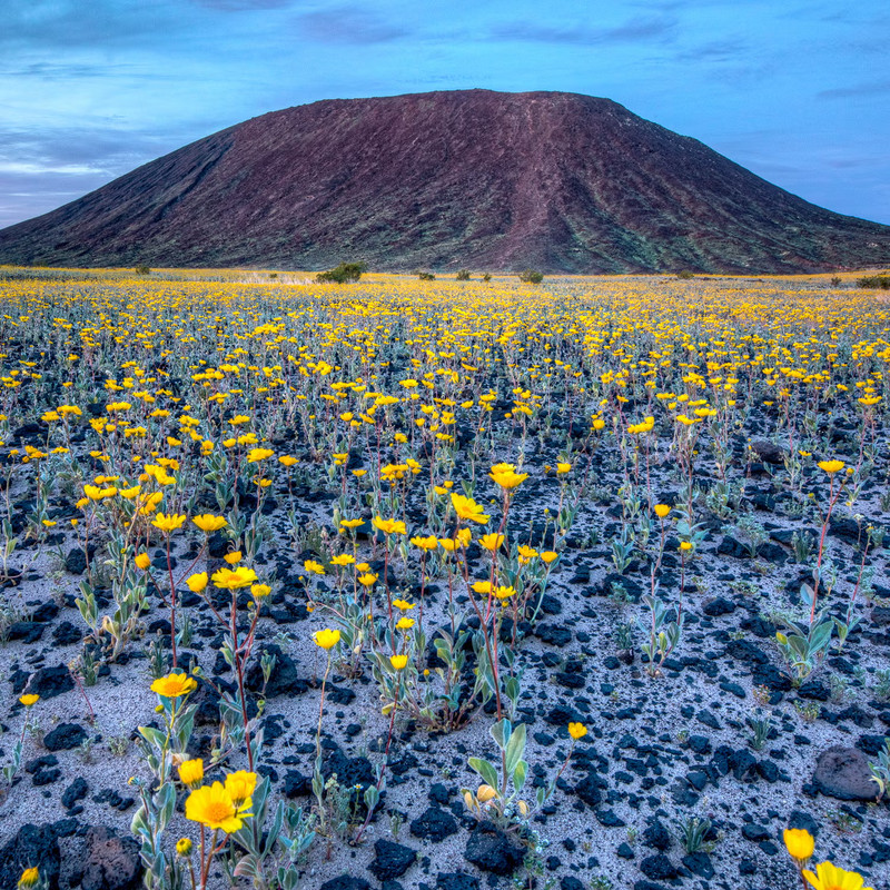 Bad Apples MR. SANDMAN™ Seed Bombs - Erosion Control for Arid Zones & Deserts gallery