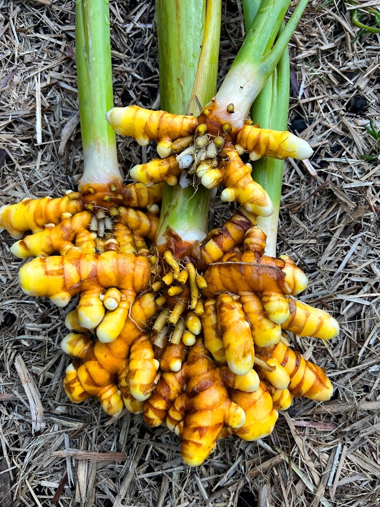 1 Yellow Turmeric Ginger Starter Plug - Curcuma longa gallery