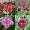 Mixed Poppy Seeds Several Varieties 100-200 Count *Free Shipping* gallery
