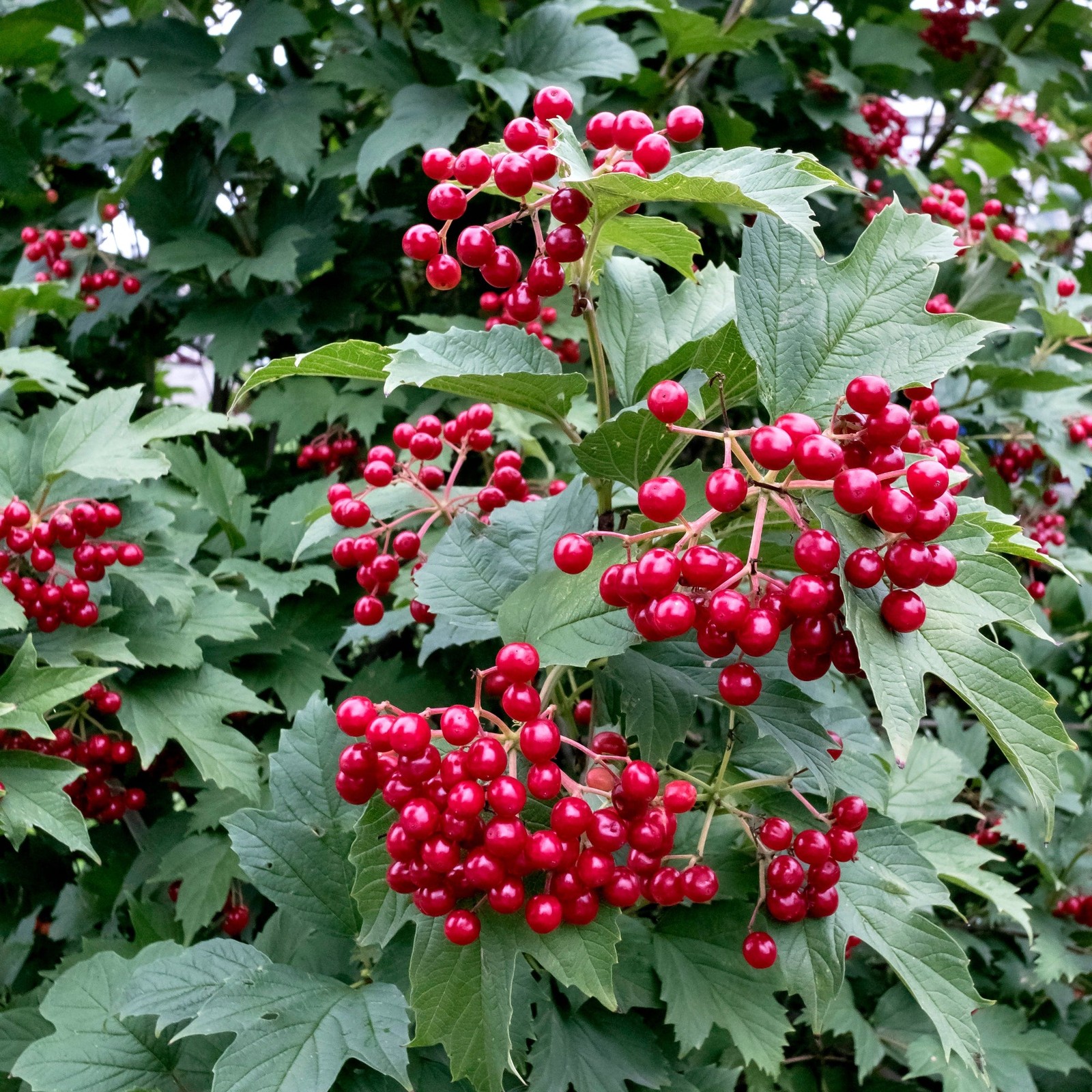 Bailey Compact Cranberry Bush 1 Potted Plant Rooted in Quart Pot, Easy to Grow gallery