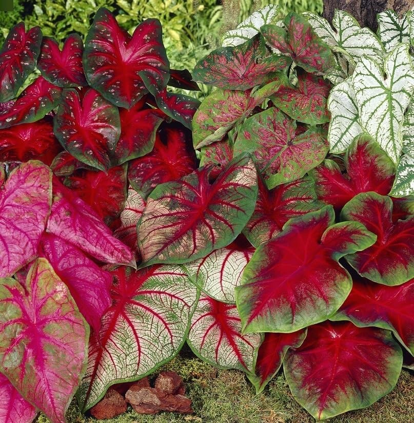 Mixed Caladium Bulbs for Planting - Perennial Hosta, Elephant Ears, Fancy gallery