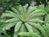 Dicksonia antartica | Soft Tree Fern | 250 Spores gallery