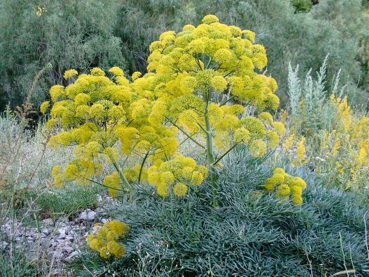 Ferula communis GIANT FENNEL - Seeds! gallery