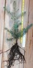5 Apache White Fir Bare Root Trees - 12-18" Tall - 2 Year Old - Zones 4-8 gallery