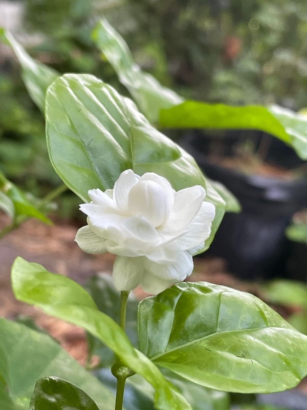 Malitodd Pikul jasmine sambac gallery