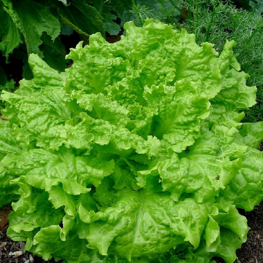 Black Seeded Simpson Leaf Lettuce Seeds, Looseleaf, Heirloom, NON-GMO, FREE SHIP gallery