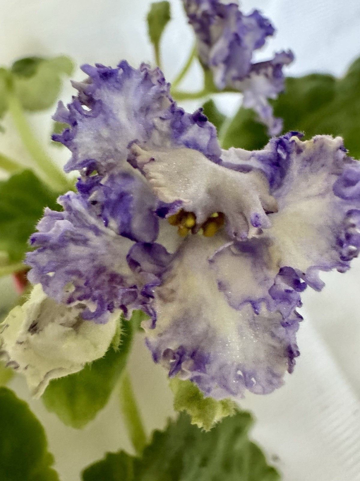 African Violet Plant Ma’s Ching Dynasty Starter gallery