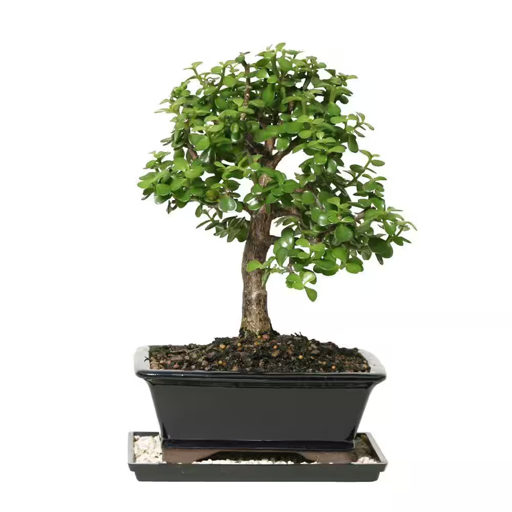 Dwarf Jade Bonsai Tree Indoor Plant with Ceramic Bonsai Pot Container, 4-Years O gallery