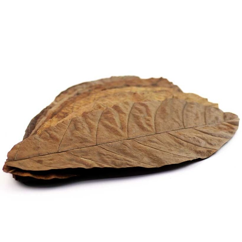 Cocoa Leaves| Ceylon, Dried Leaf| Chocolate, Theobroma Cacao| 100% Pure, Organic gallery