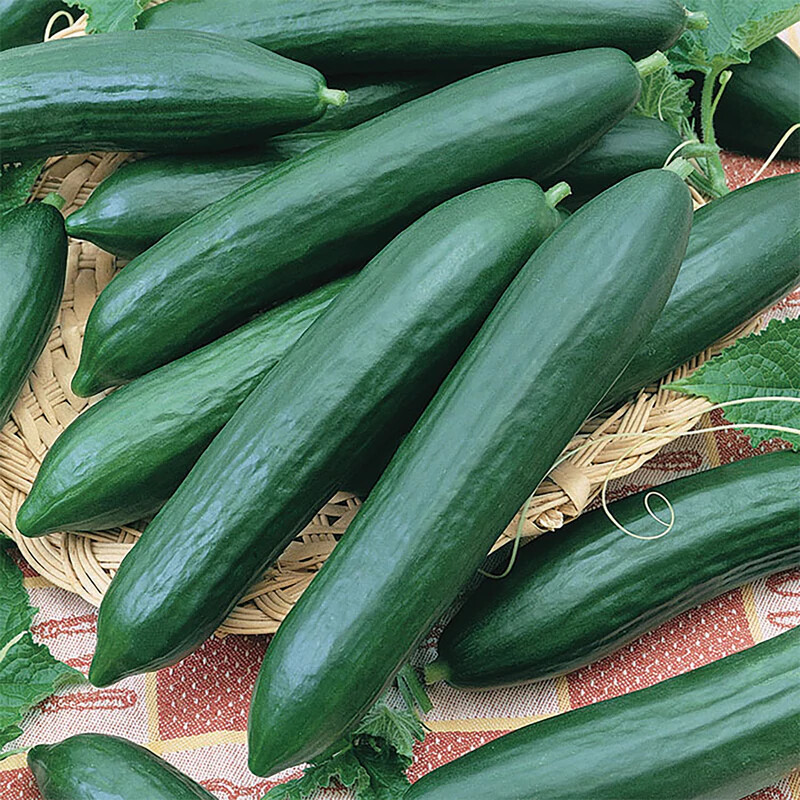 Tendergreen Burpless Cucumber Seeds | Heirloom / Non-GMO | Free Shipping | 1062 gallery
