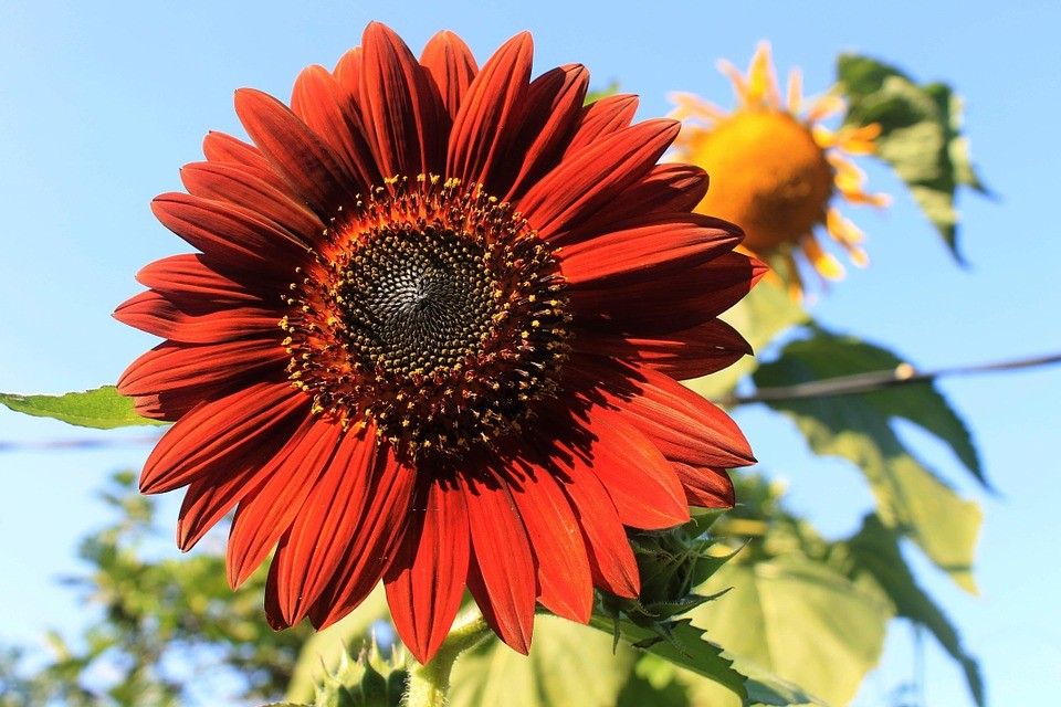 Velvet Queen Sunflower Seeds, Red Orange with Black Center, FREE SHIPPING gallery
