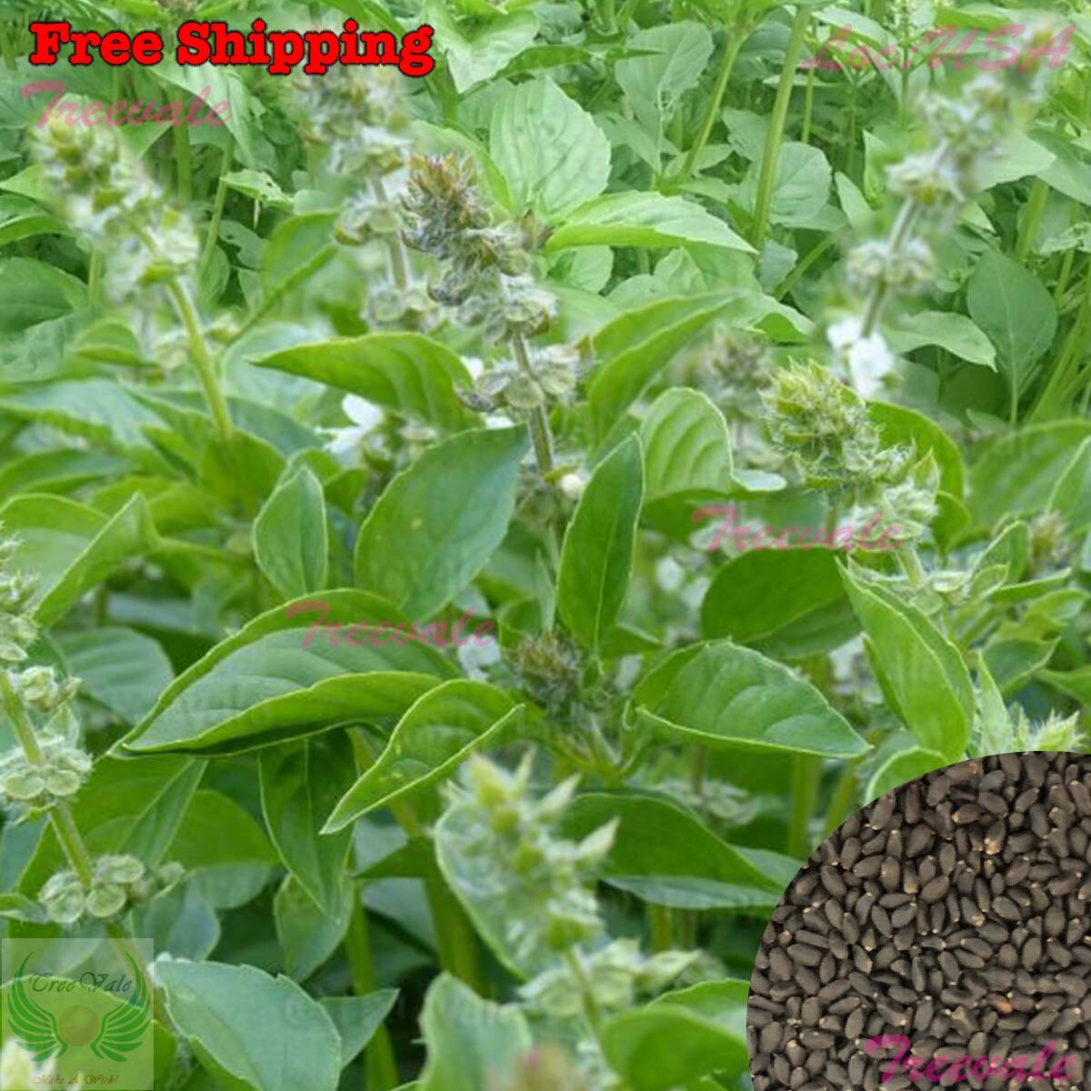 Lemon Basil Seeds | Lao,Persian,White,Thai Lemon Basil SEEDS | Vegetable Seeds gallery