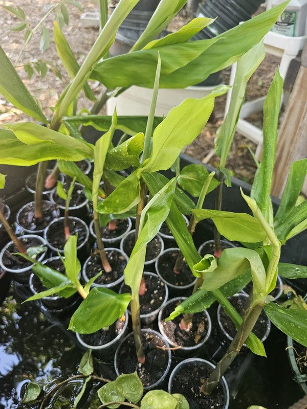 SHAMPOO Ginger PINK Zingiber zerumbet Edible NOT RHIZOME LIVE PLANT 8-10" gallery