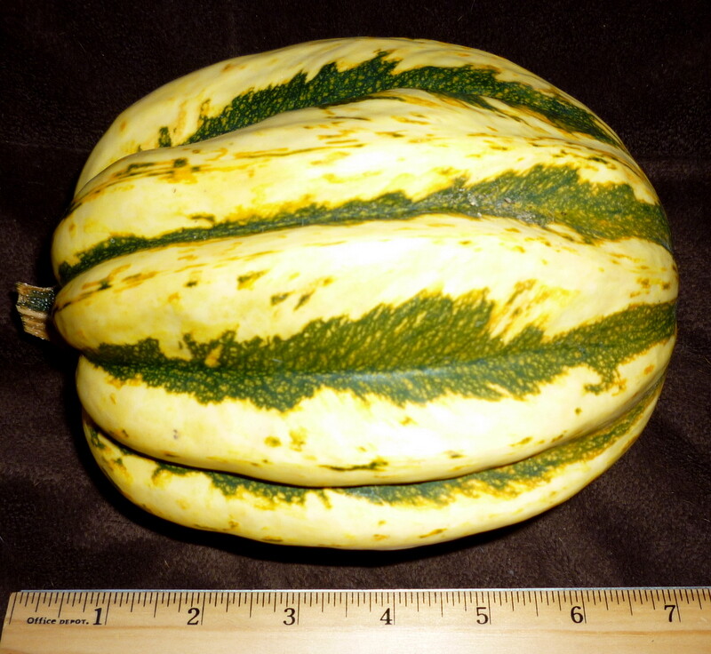 25+ GIANT RARE SWEET CARNIVAL WINTER SQUASH SEEDS 2-3 LBS 6-8" ORGANICALLY GROWN gallery