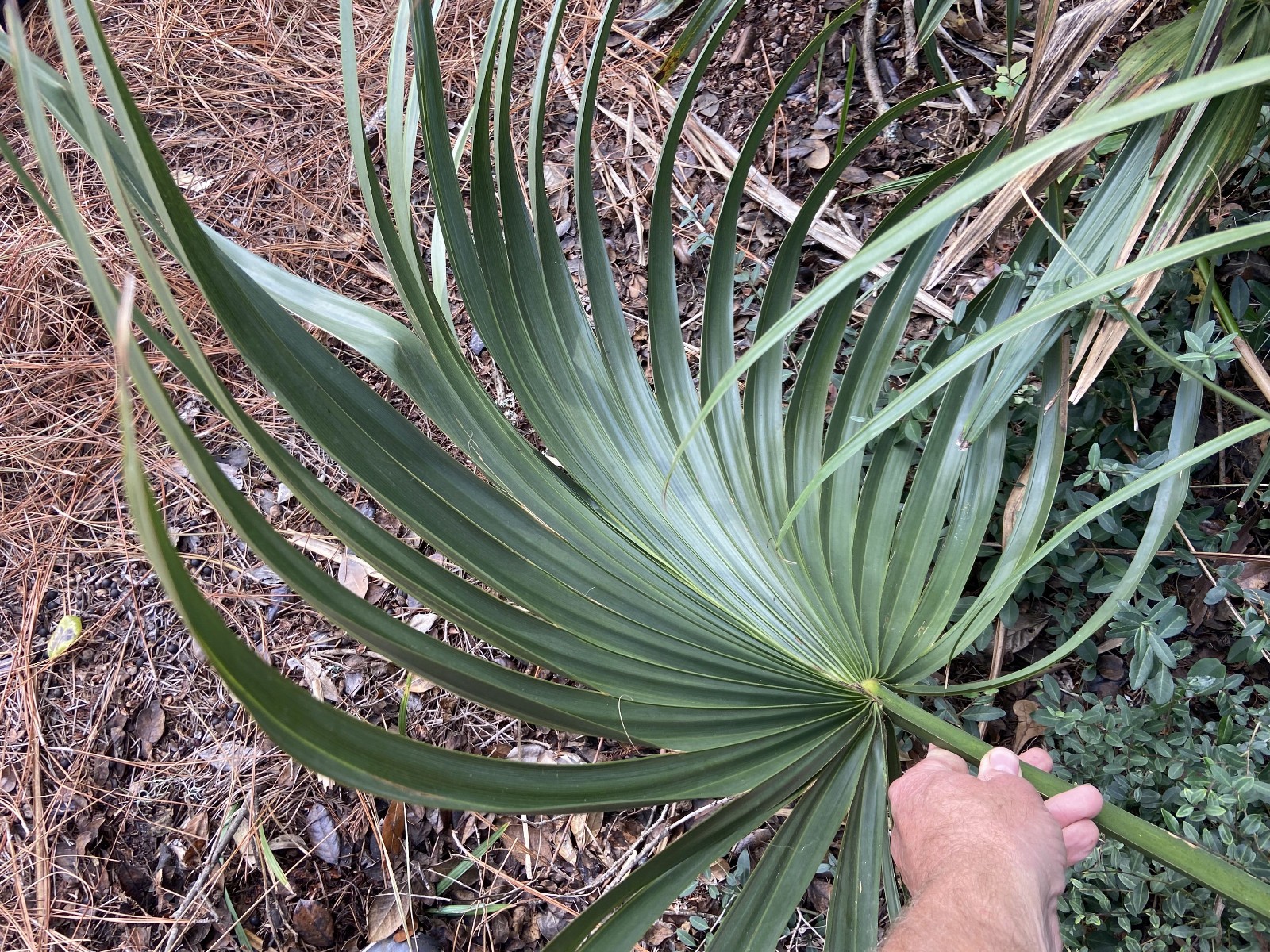 Sabal minor 'McCurtain County' Seeds! Maybe the MOST Cold-Hardy! gallery