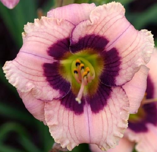 Daylily ~ ORCHID CANDY ~ Ruffled Purple REBLOOMER ~ Daylilies LIVE PLANT gallery