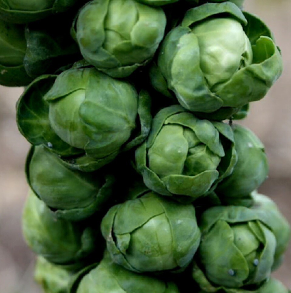 500++ Brussels Sprouts Seeds (Long Island Improved) NON-GMO, USA FREE SHIP gallery
