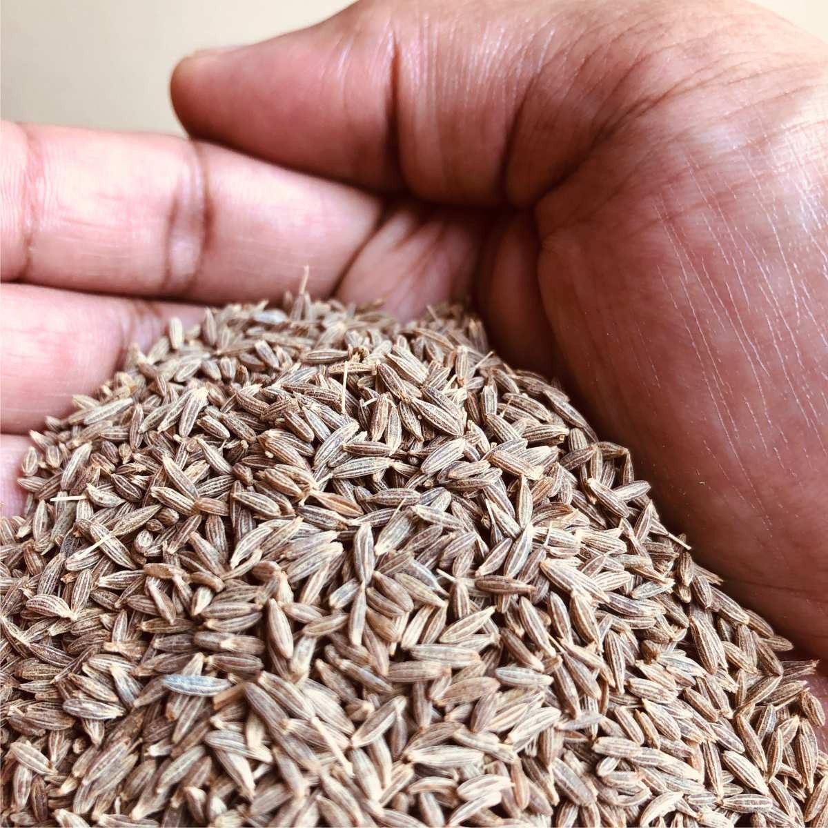 Cumin Seeds – 100% Natural & Pure | Premium Quality Spice for Digestion & Flavor gallery