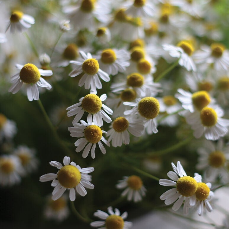500+ Chamomile seeds gallery