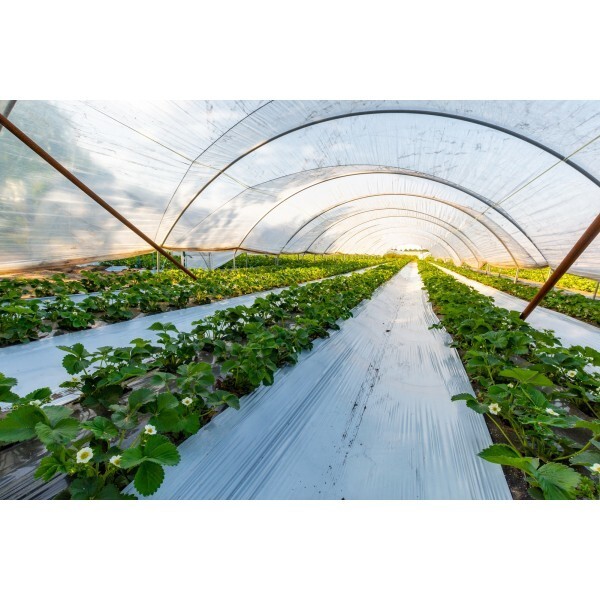 FPS West Coast - 4 Year UV Resistant 8 mil Heavy Duty Clear Greenhouse Covering gallery