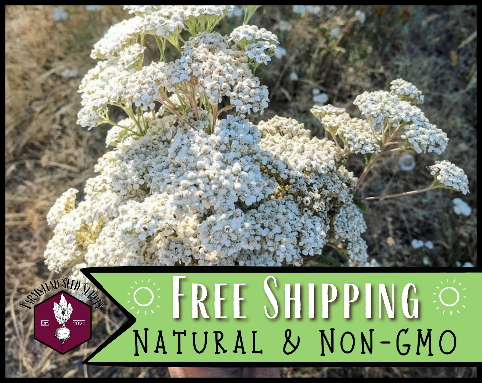 15800+ White Yarrow Seeds, Native Perennial Wildflower Plant Seed for Gardening gallery