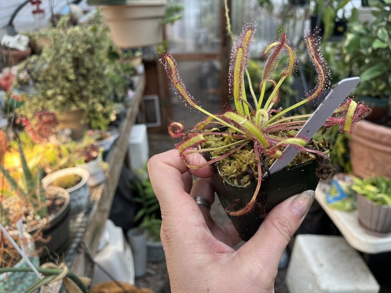 LIVE Carnivorous Cape Sundew (Drosera capensis Typical) Large Flowering gallery