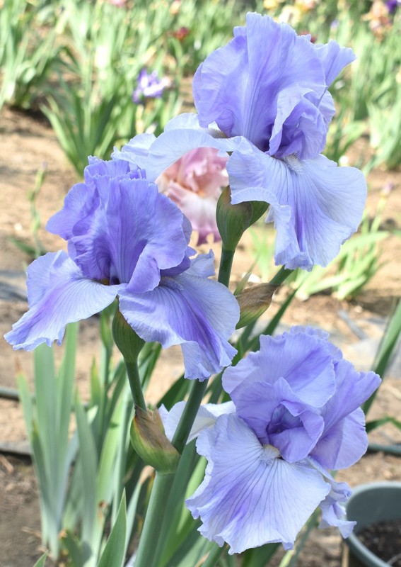 'Misty Twilight' ﻿ Tall Bearded Iris Rhizome PRE-SALE to Ship Aug/Sept gallery