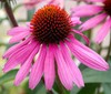 CONEFLOWER PURPLE Echinacea Purpurea - 200 Seeds gallery