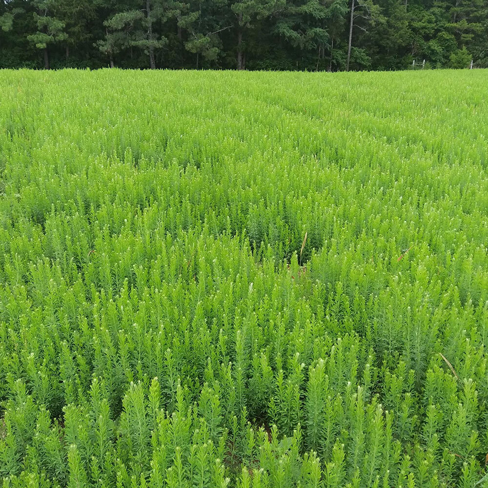 AU Grazer Lespedeza Seed gallery