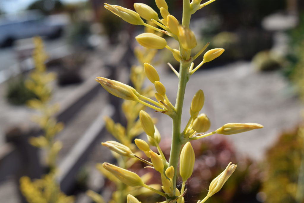 Yellow Flower, Golden Texas Yucca "Rare" Hesperaloe parviflora - (30 Seeds) 018B gallery