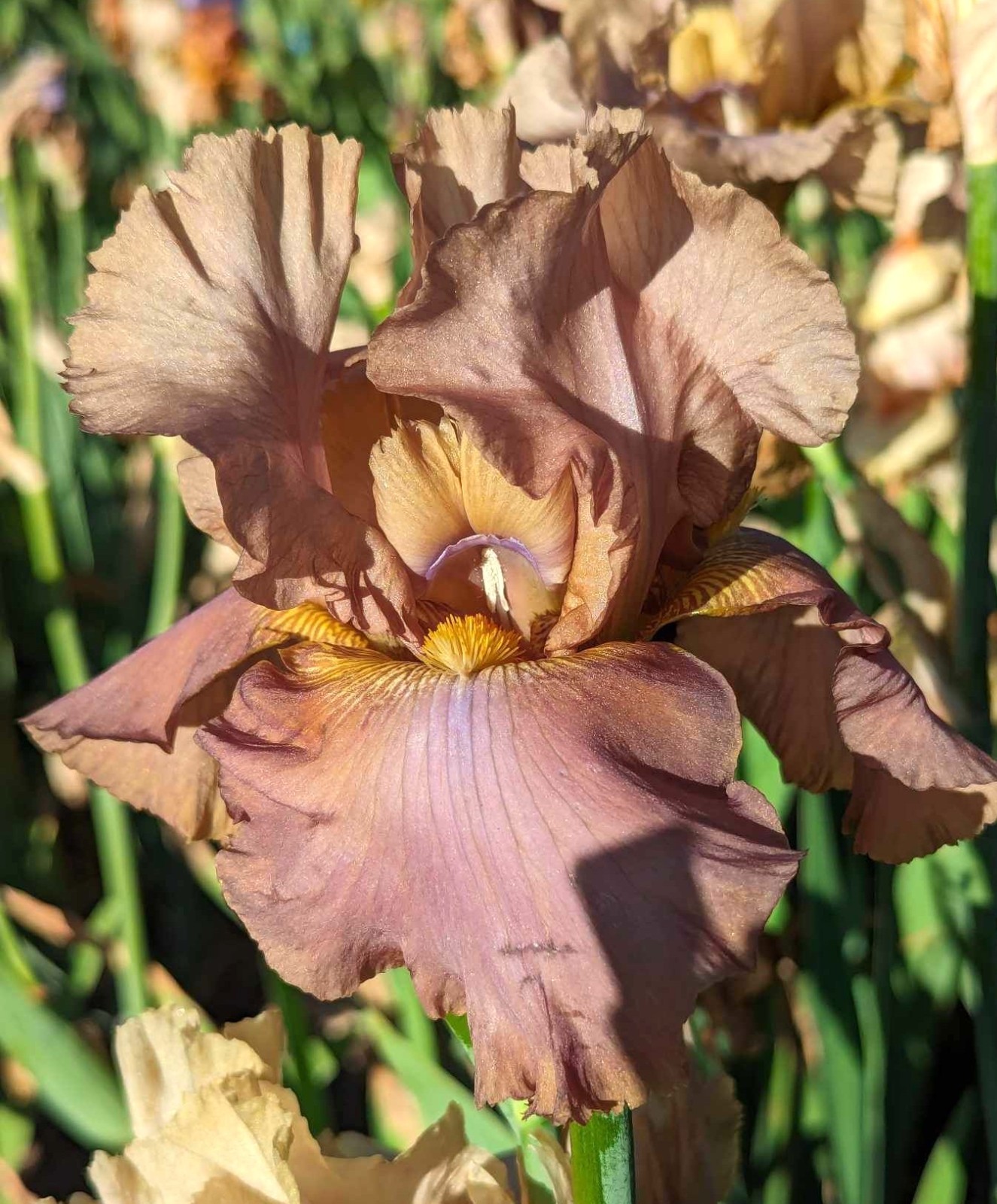 'Downtown Brown' 'Tall Bearded Iris Rhizome PRE-SALE to Ship Aug/Sept gallery