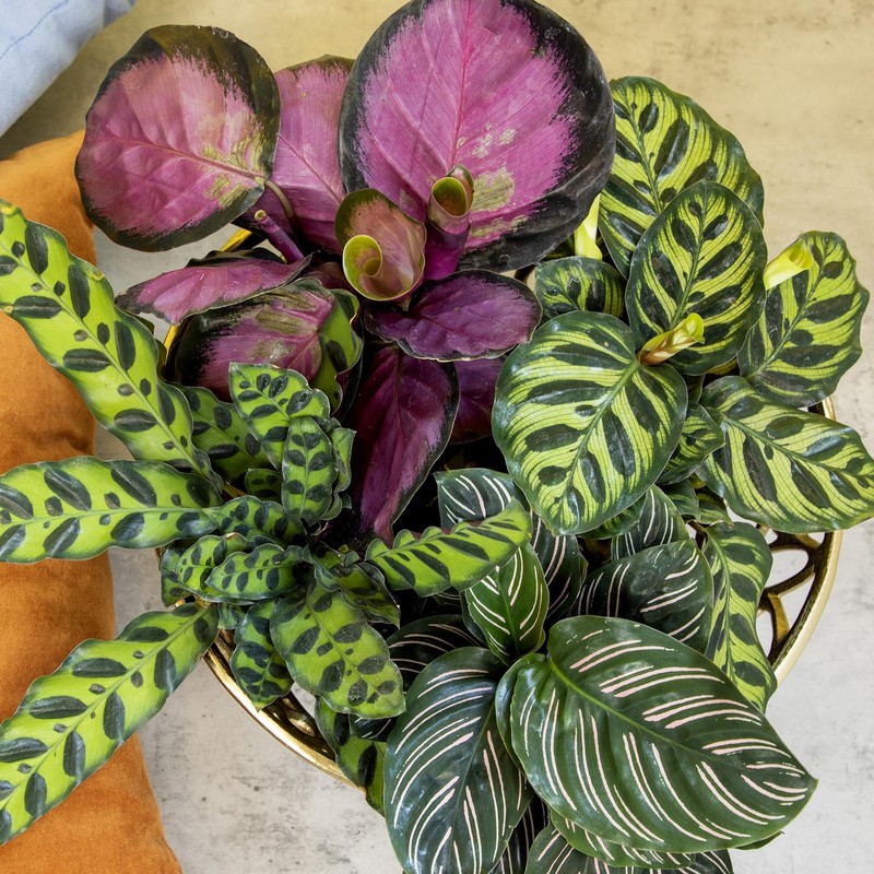 Pet Safe Live Calathea Plants - 4 Pack Air Purifying Indoor Mix in 4.25" Pots gallery