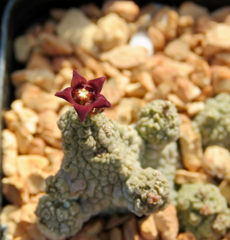 Pseudolithos caput-viperae hybrid; mature plant (2" pot) gallery