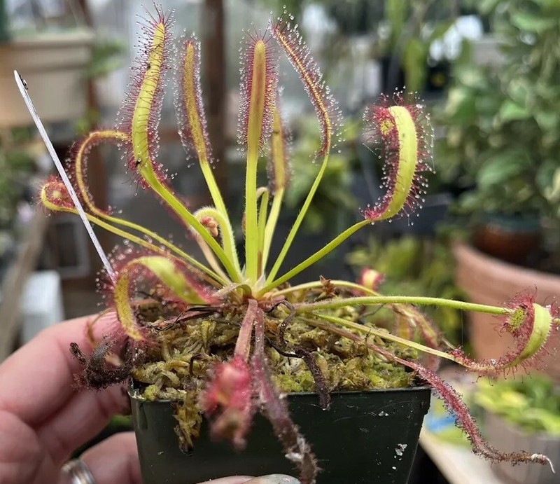 LIVE Carnivorous Cape Sundew (Drosera capensis Typical) Large Flowering gallery