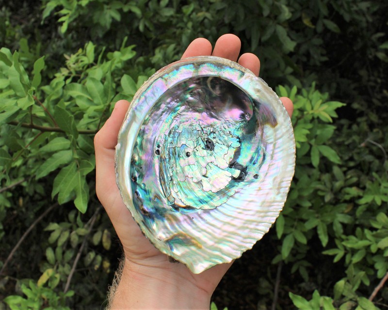 Abalone Shells: Pick A Size - Holds Smudge Sticks, Incense, Crystal Displays etc gallery