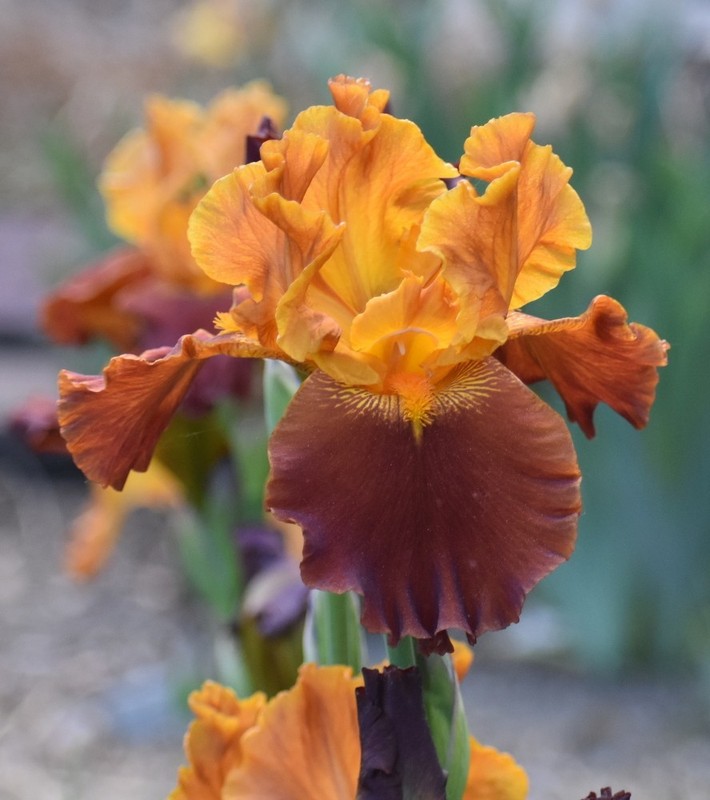 'Colorado Expressions' ' ﻿ TB Bearded Iris Rhizome PRE-SALE to Ship Aug/Sept gallery