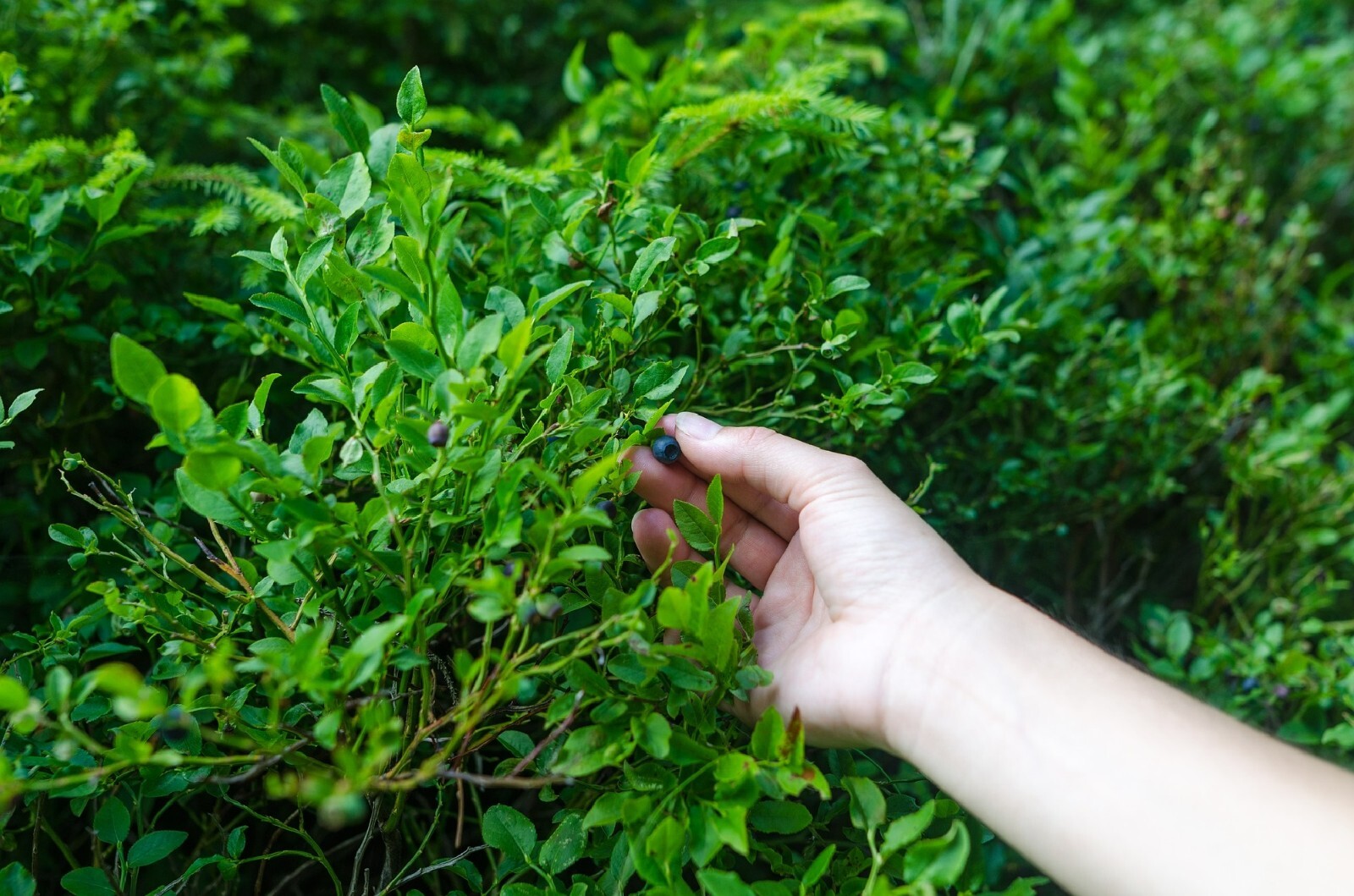 Evergreen Huckleberry {Vaccinium ovatum} 25+seeds Free U.S. Shipping! gallery
