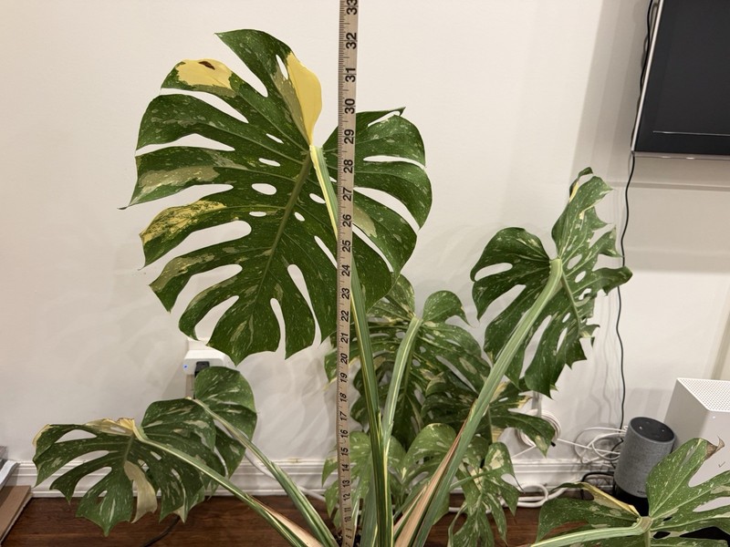 Large Monstera Thai Constellation 46”+ Plant NYC local pickup EXACT PLANT gallery