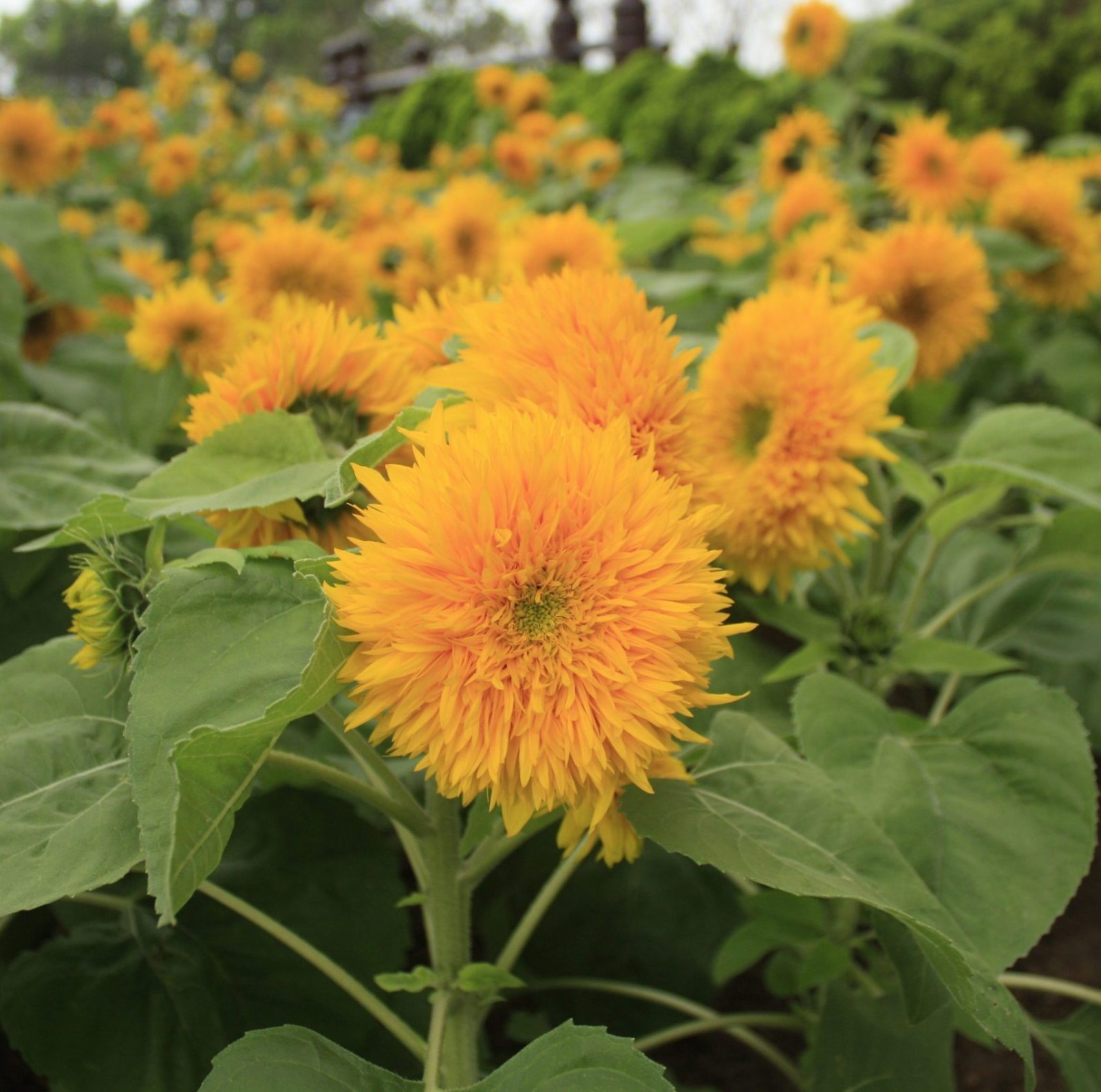 Teddy Bear Sunflower Seeds, Compact, Dwarf Sungold Sunflower, NON-GMO, FREE SHIP gallery