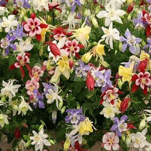 1,000 - 5,000 Heirloom Mixed Colors Dwarf Columbine Seeds Perennial Aquilegia gallery