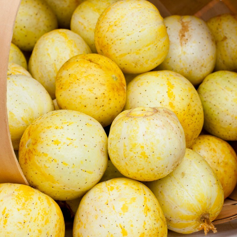 Lemon Cucumber Seeds | Non-GMO | Free Shipping | Seed Store | 1059 gallery