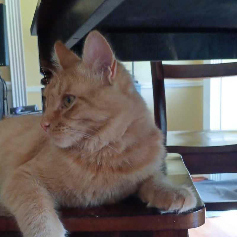 ALABAMA CATNIP gallery